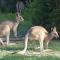 At Melaleuca 3