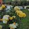 Fiore di Rodi - Private Pool, Jacuzzi and Barbecue - إياليسوس