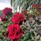 Fiore di Rodi - Private Pool, Jacuzzi and Barbecue - إياليسوس