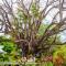 Aves Resort Montezuma