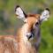 Hartenbos Private Game Lodge