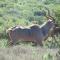 Kudu Ridge Game Lodge - Addo