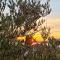 Villa Fiorentini Ciovo with a seaview and outside pool - APT 1 - 特罗吉尔