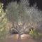 Top Holiday Home Private Pool by the sea With Private Garden for Private use - 科罗尼