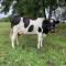 JZ Guest Ranch - Dobiegniew