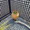 Stargazy Shepherds Hut - 圣艾夫斯