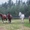 SOPRANO - 'Virš Ąžuolų' - Forest SPA - Horses - Lake - Paplatelė