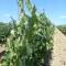 LA QUIETE TRA LE VIGNE Tuscany - 科莱萨尔韦蒂
