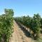 LA QUIETE TRA LE VIGNE Tuscany