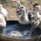 Alpaca Village - Angolo di Paradiso - Colli del Tronto