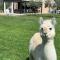 Alpaca Village - Angolo di Paradiso