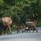 VIVIDEARTH Resorts Bandipur - Bandipūr