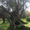 Villa Old Olive