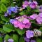 Le petit nid d'aigle - Giverny - 吉维尼