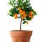 Orange Tree Garden - Trogir