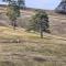 Apartman EMA Zlatibor - Zlatibor