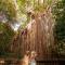 Coral Tree Inn