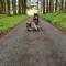 Foresters Retreat Glamping - Cambrian View- Vaccinated dogs over the age of 2 are accepted