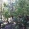 GREEN TREES CHALET Australia Zoo close by