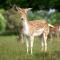 Deer View cottage - Salhouse