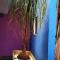 HOTEL BACANTES