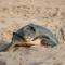 Turtle Guest House