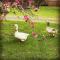 Bush Retreat Farm Stay 2 BR Guest Suite