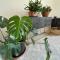 Cilka`s house, authentic homestay near Lipica - 塞扎纳
