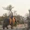 Zambezi Grande Private Game Experience