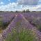 Les Champs de Provence