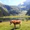 Alphotel Mittersill incl National Park Sommercard