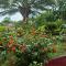 Joli jardin en ville - Yaoundé