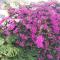 Mi Jardin