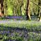 Crabden Meadows, Blendworth - Horndean