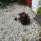 1 Bed Caravan Sleeps 2 - Parking Garden Pets