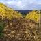 LA QUIETE TRA LE VIGNE Tuscany - Collesalvetti