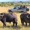Botlierskop Tented Lodge
