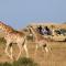 Botlierskop Private Game Reserve
