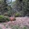 Log Cabin Zion Retreat. Walking distance to East Zion Trails - Ордервилл