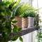 Logement De drie stokvisschen