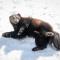 Ranua Resort Arctic Igloos