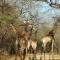 NJIRI LODGE - Your part of Africa