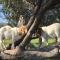 Gilgraves Vineyard Farmstay