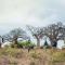 Nkula Camp - Pafuri Walking Safari's - Makuleke Contract Park