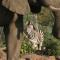 Makweti Safari Lodge - Welgevonden Game Reserve