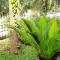 Hiriketiya Cinnamon Garden