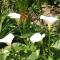 Chambre Familiale - Vue sur Jardin