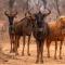 hippomoon lodge game reserve