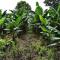 El Laurel Finca Agroturistica
