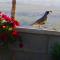 Mineral Saltwater Solar heated Pool & Spa Oasis with mountain views and Koi pond - 沙漠温泉